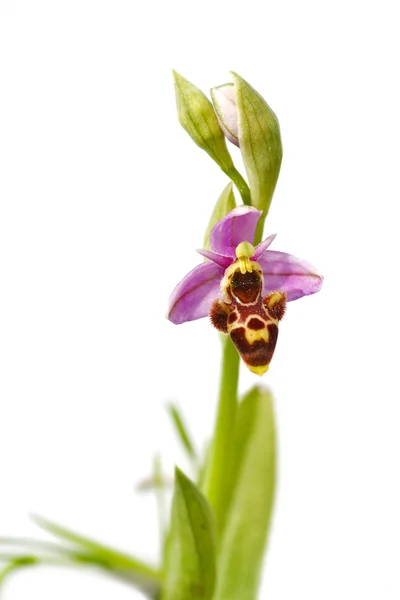 Орхидея Вудкока - Ophrys picta — стоковое фото