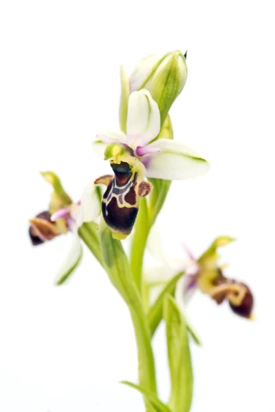 Storczyk highkey - słonka orchidea — Zdjęcie stockowe