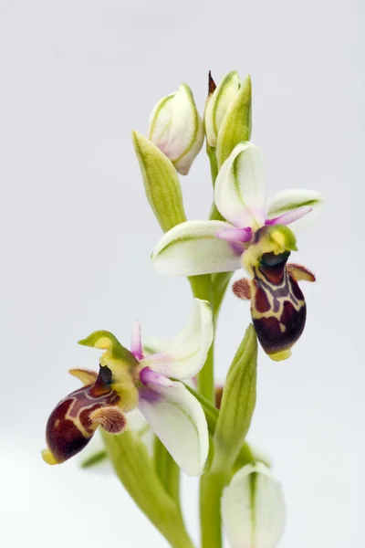 Orchidej nad šedou gradient pozadí - Woodcocku orchidej — Stock fotografie