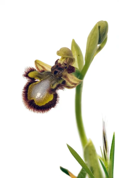 Зеркальная пчела Орхидея - Ophrys speculum — стоковое фото