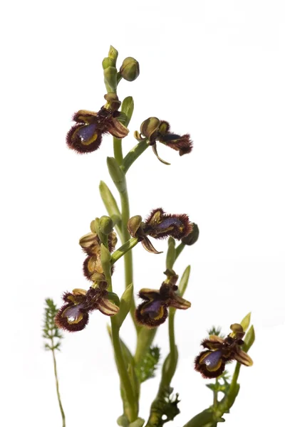 Spegel bee orkidé - ophrys spekulum — Stockfoto
