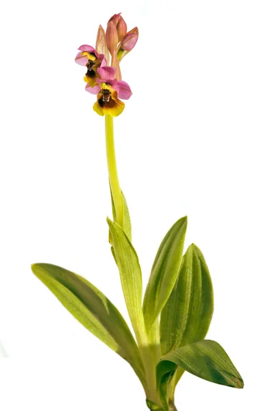 Orchidea czarna - Ophrys tenthredinifera — Zdjęcie stockowe