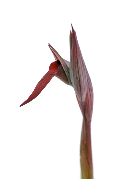Орхидея Серапия - полосатая флора — стоковое фото
