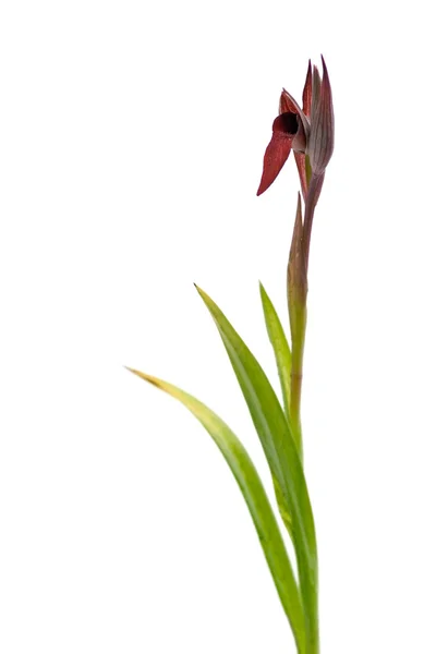 Orchidej jazyk serapias - serapias strictiflora — Stock fotografie