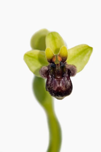 バンブルビー オーキッド - ophrys bombyliflora — ストック写真