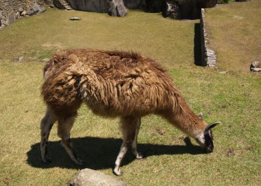 llama pastoreo