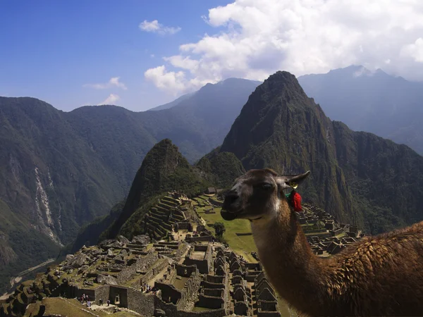 Machu Picchu Lama Rechtenvrije Stockfoto's