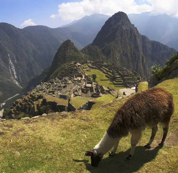 Machu Picchu Lama Fotos de stock