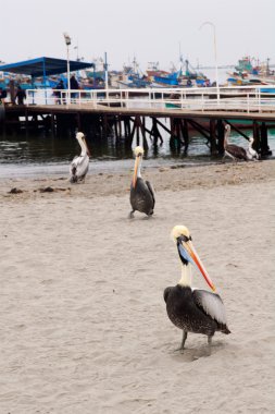 Pelikan beach