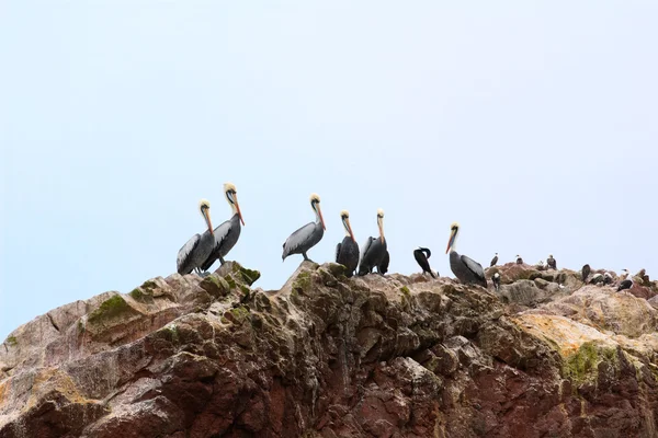 Pelikane, Kormorane und Tölpel auf den Felsen — Stockfoto
