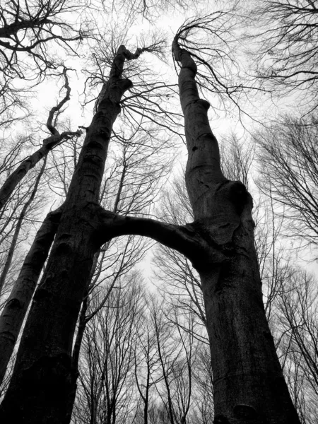 Höga Kombinerade Trädet Skogen — Stockfoto