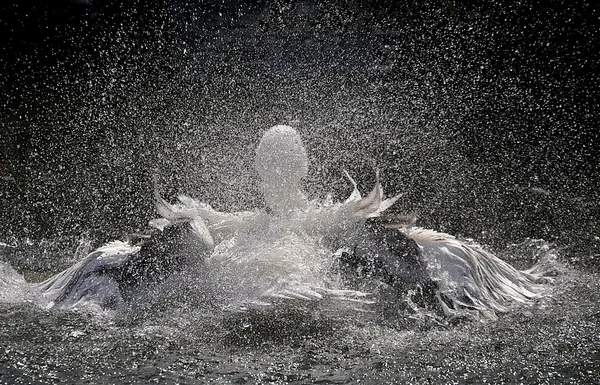 Stock image Pelican splashes water wings