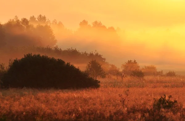 Mlha Ráno Světle Slunce — Stock fotografie