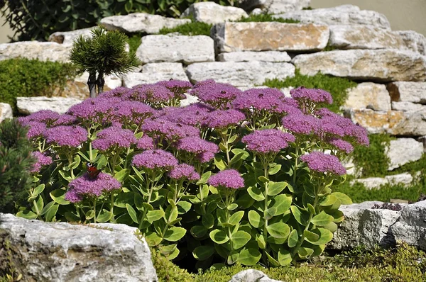 Purple Flowers Growing Stone Wall Stock Photo
