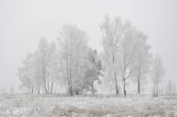 Winter Scenery Mist — Stock Photo, Image