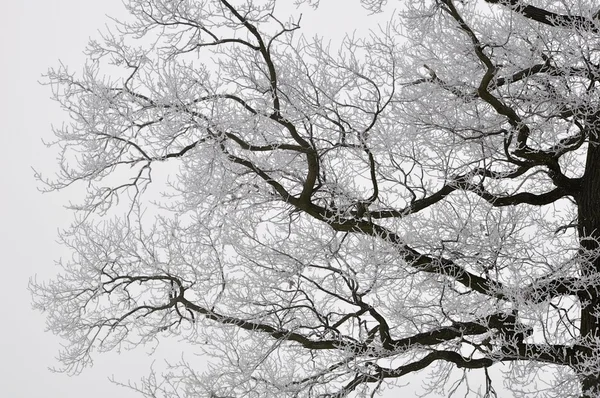 stock image Frosted branches