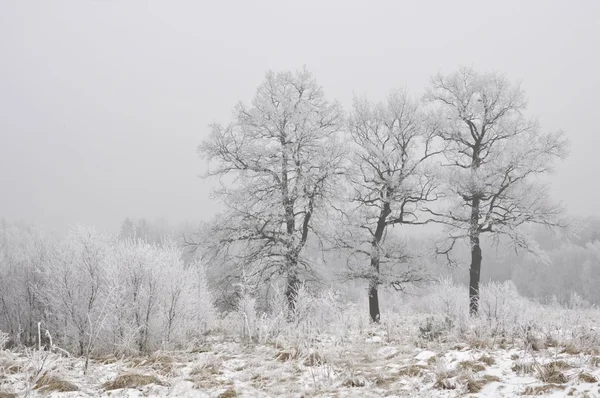 Frosted Trees Grass — Stock Photo, Image