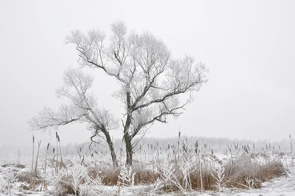 Замороженные Деревья Трава — стоковое фото