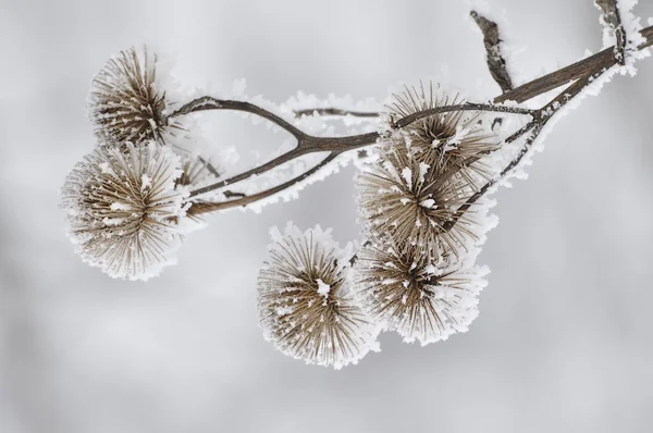 Fiori selvatici invernali Foto Stock Royalty Free