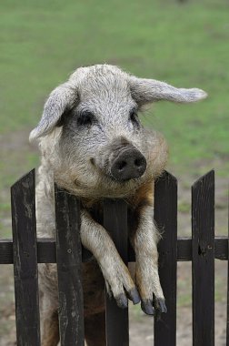 Hungarian pig in the yard of rural clipart