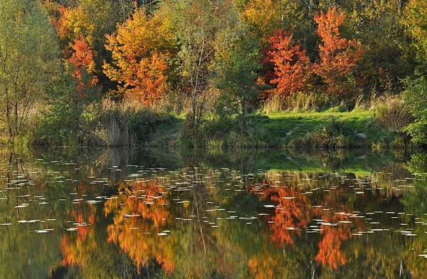 Barevný Podzim Odráží Vodě — Stock fotografie