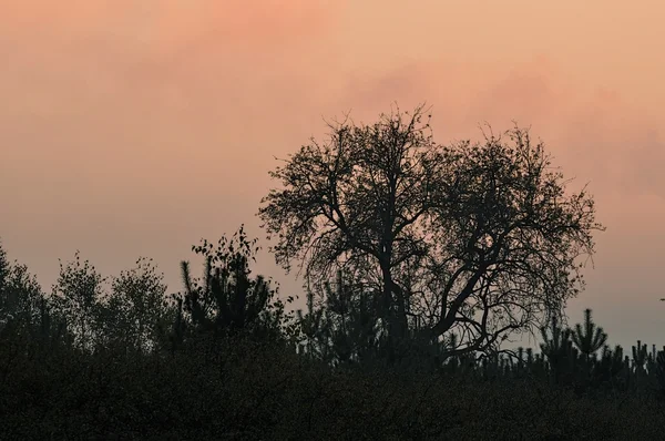 Sunset a strom — Stock fotografie