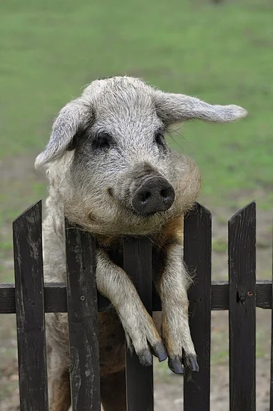 田舎の庭でハンガリー豚 ストック写真