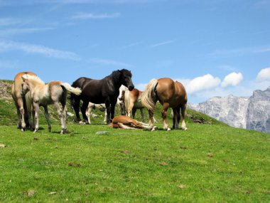 Avusturya Alplerinde bir çayır atları sürüsü