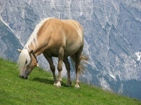 Haflinger cheval manger de l'herbe — Photo