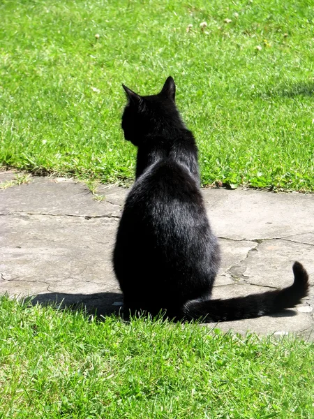 Gato Preto Sentado Olhando Para Esquerda — Fotografia de Stock