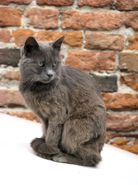 美丽灰猫用砖背景上的绿色眼睛 — 图库照片