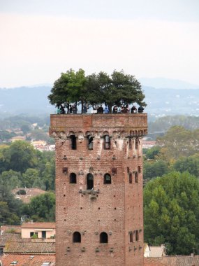 Guinigi tower in Lucca clipart