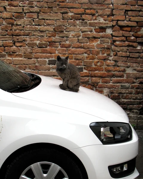 Katten sitter på en bil — Stockfoto