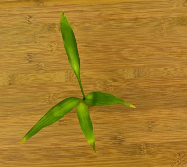 Natural Japanes Bamboo Floors with Bamboo Plant clipart