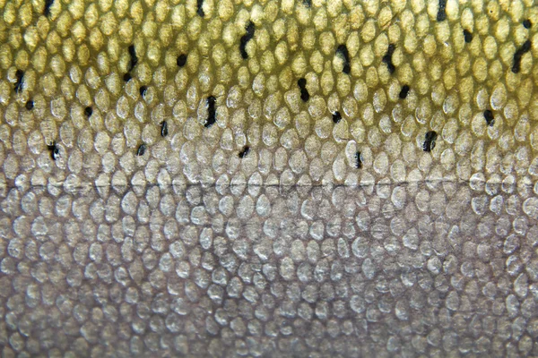 Fish skin and scales — Stock Photo, Image