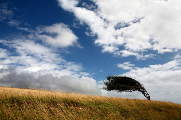 One tree on a field deformed by wind