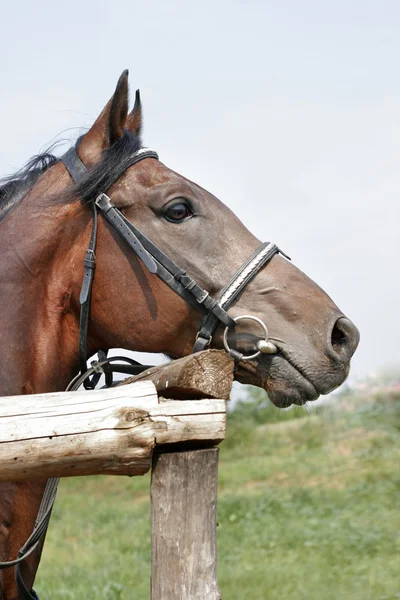Piękny koń kasztan — Zdjęcie stockowe
