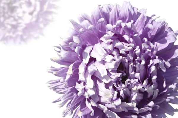 Violet Aster White — Stock Photo, Image