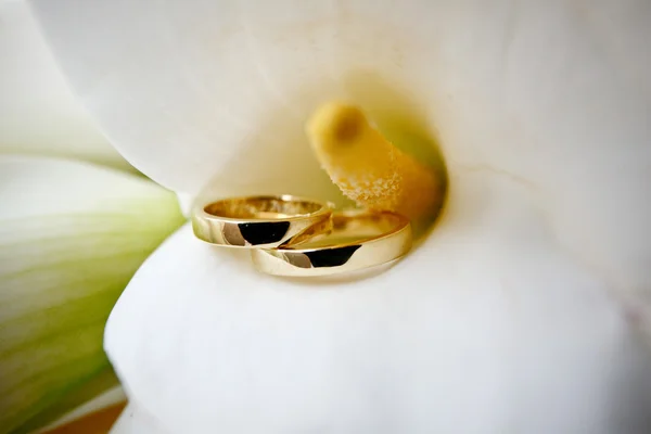 Anéis de casamento em calla — Fotografia de Stock