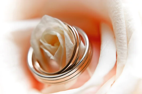 Para obrączek ślubnych w róża — Zdjęcie stockowe