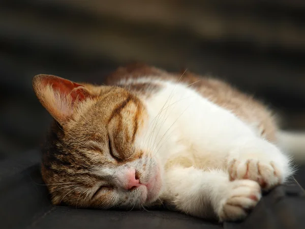 stock image Sleeping cat