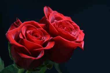 Two red roses clipart