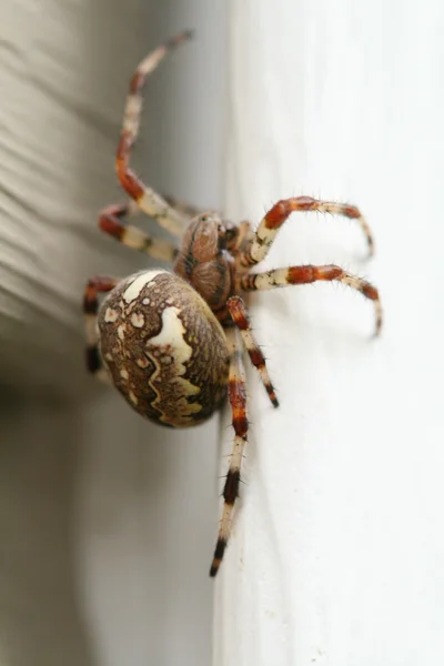 Spider Web Waits Extraction Macro — Stock Photo, Image