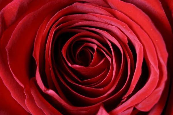 Vörös Rózsa Közelről Makró — Stock Fotó