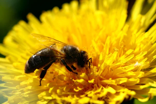 Méhek a Kamilla — Stock Fotó