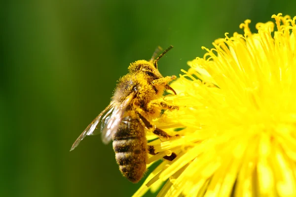 Макропчела Жёлтом Одуванчике — стоковое фото
