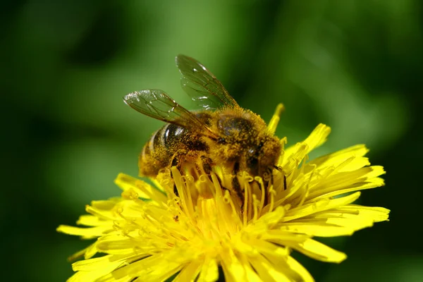 Macro Bee Gele Paardebloem Bloem — Stockfoto