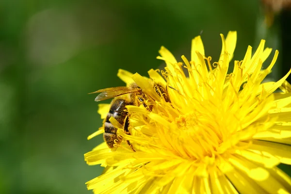 Pszczoła Makro Żółty Kwiat Mniszek — Zdjęcie stockowe