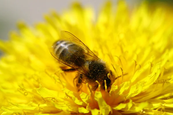 Pszczoła na rumianek — Zdjęcie stockowe