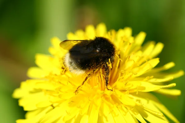 Бджола на Ромашка — стокове фото